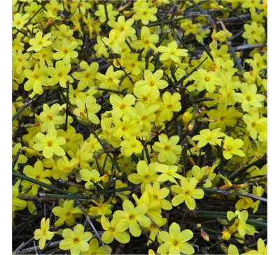 Жасмин голоквітковий (Jasminum nudiflorum)